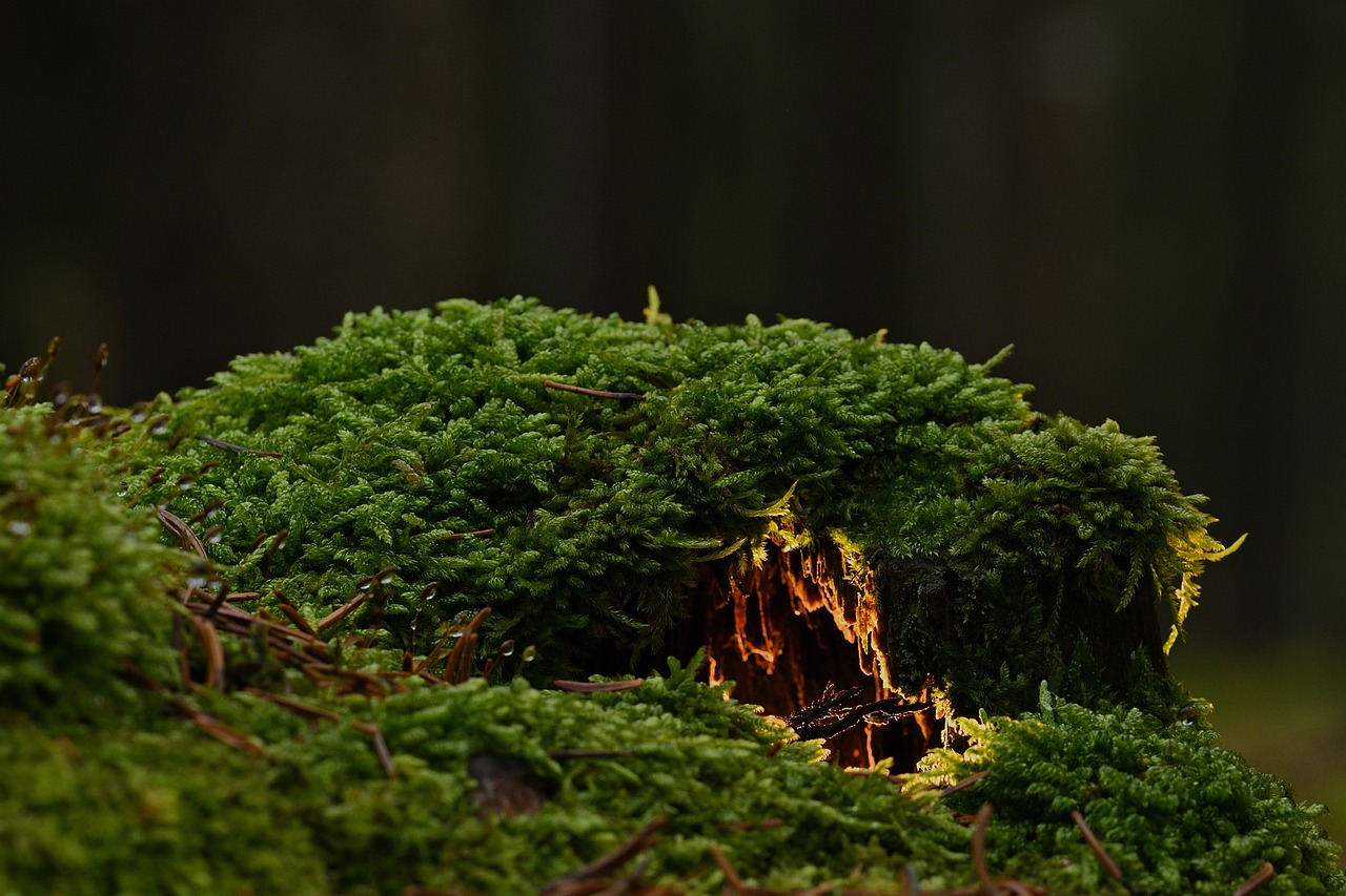 Making DIY Moss Decor for a Touch of Green